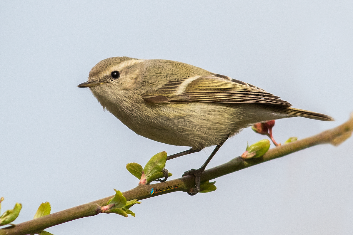Hume's Warbler - ML144158361
