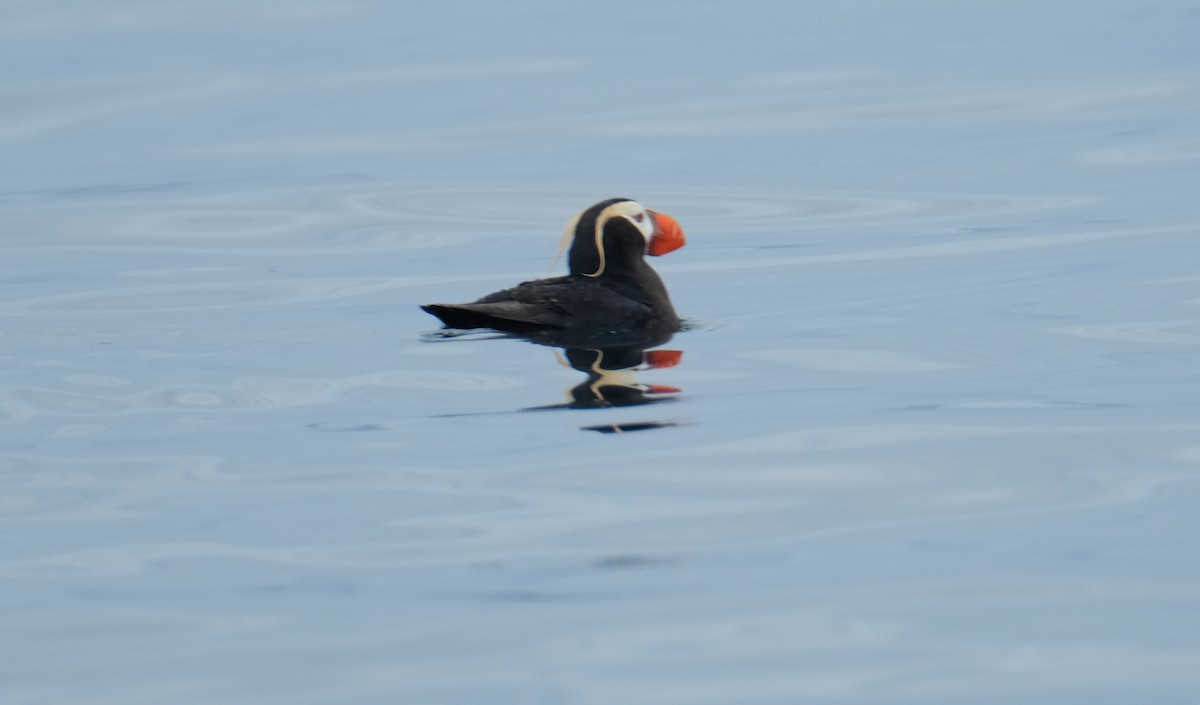 Tufted Puffin - ML144158611