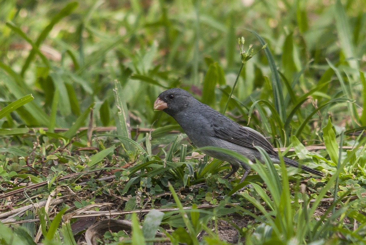Gray Seedeater - ML144158631