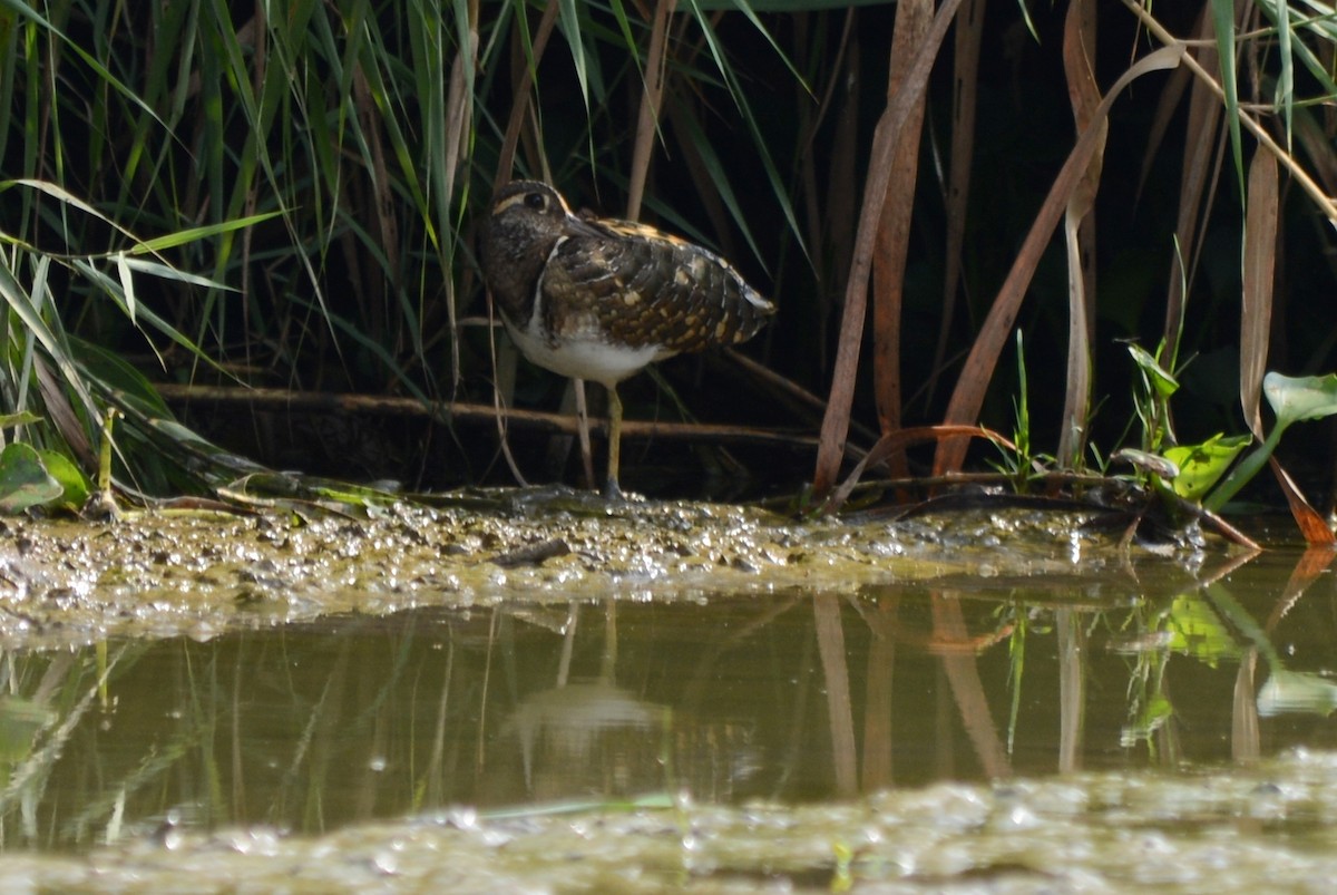Greater Painted-Snipe - ML144159041
