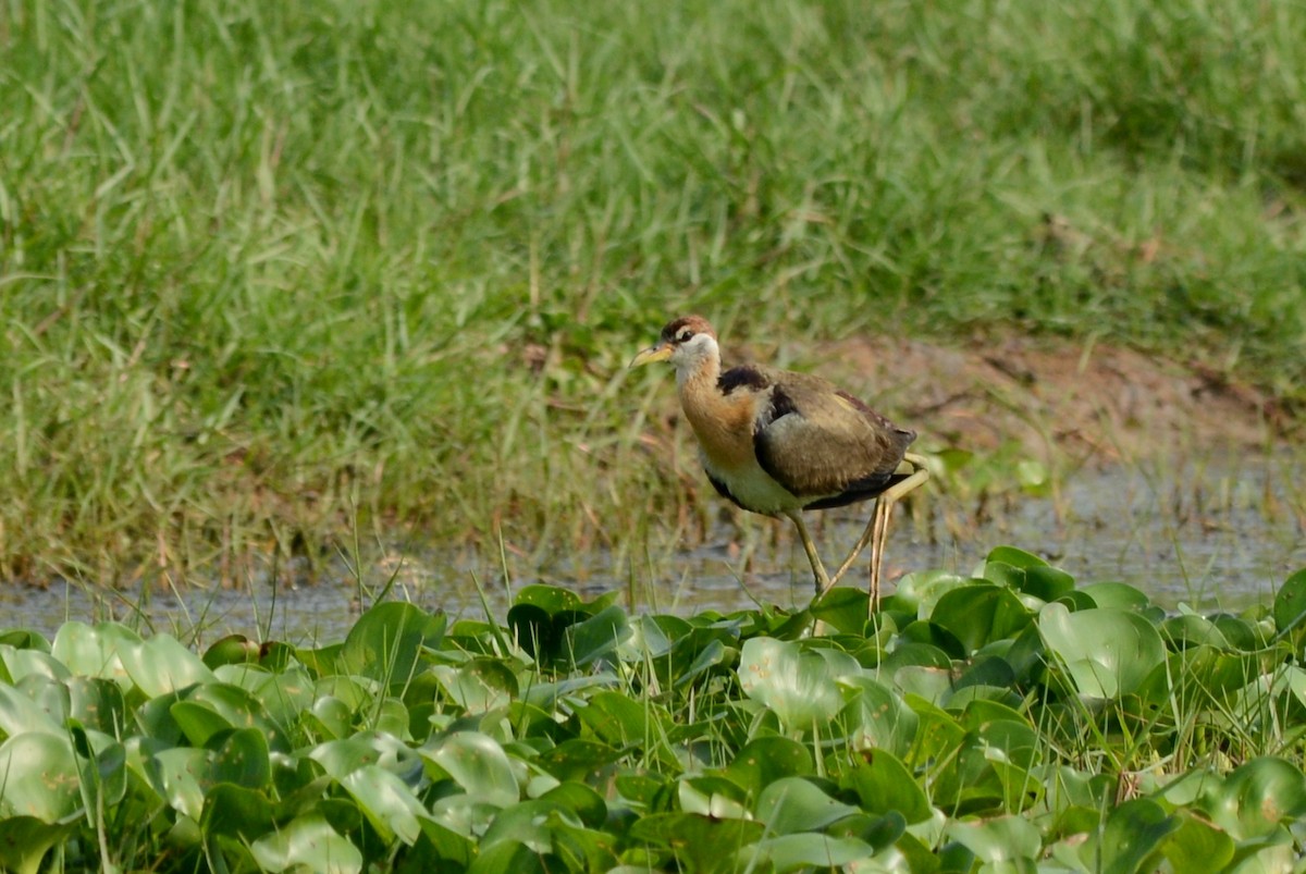Pheasant-tailed Jacana - ML144159091