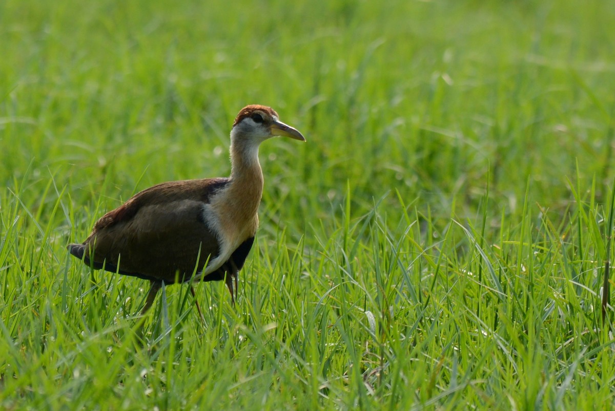 Pheasant-tailed Jacana - Kartik Varma Namburi