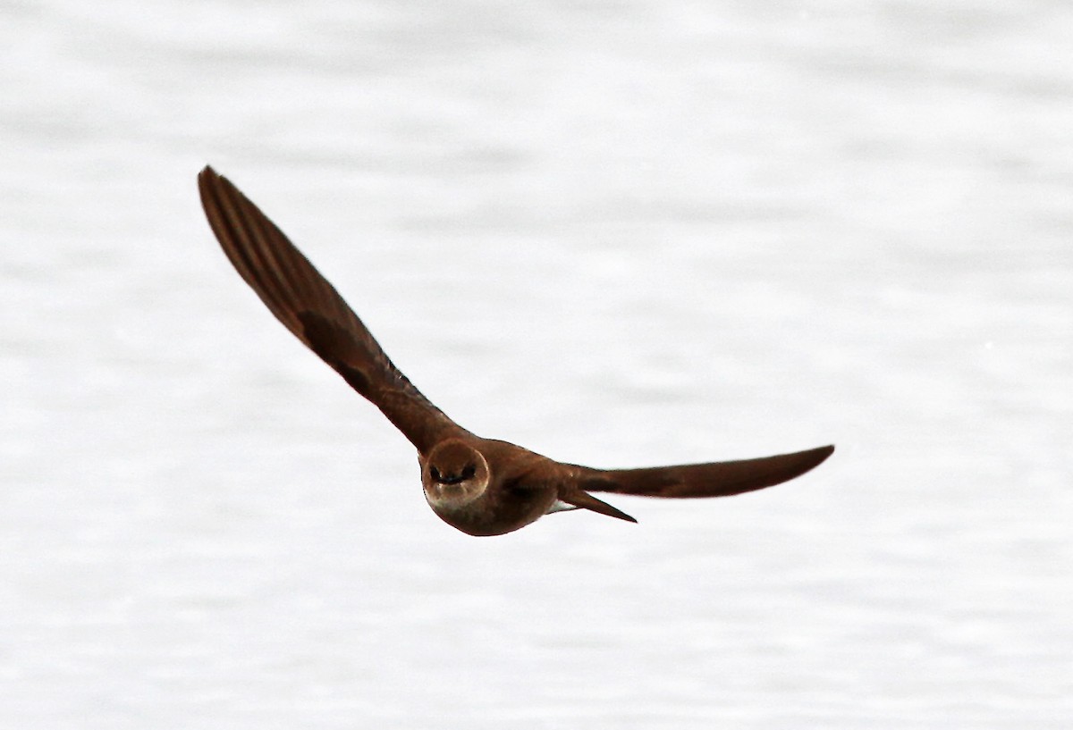 Northern Rough-winged Swallow - Bill Maynard