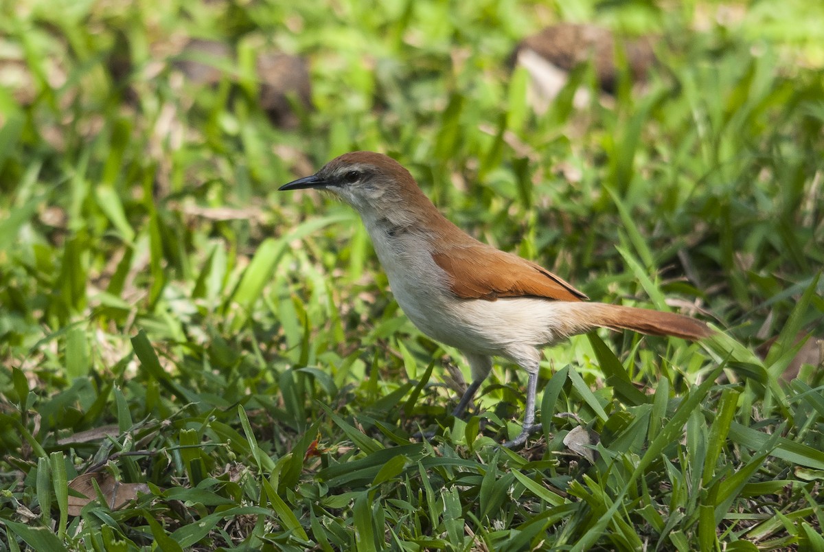Yellow-chinned Spinetail - ML144160271