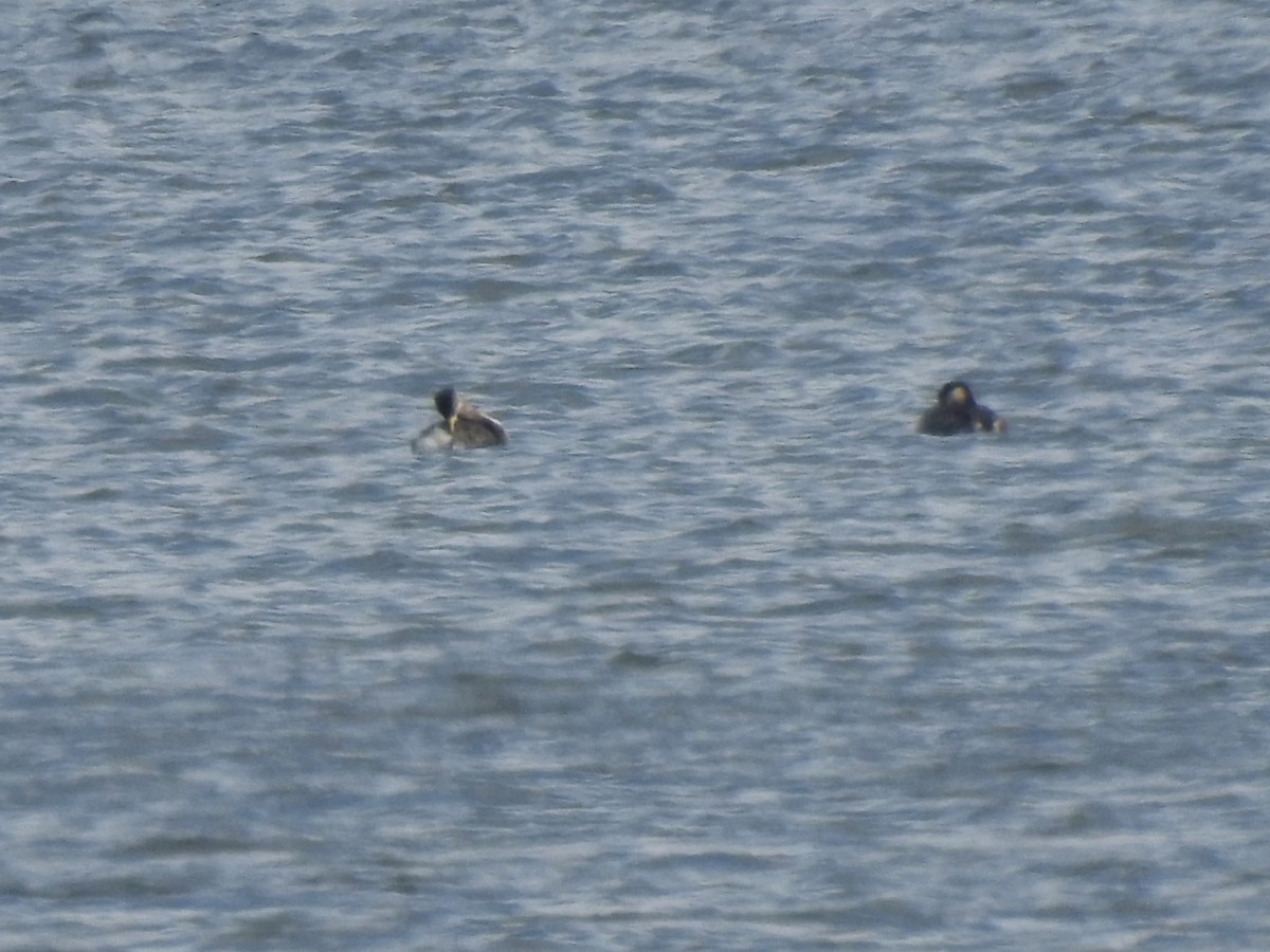 Red-necked Grebe - ML144162401