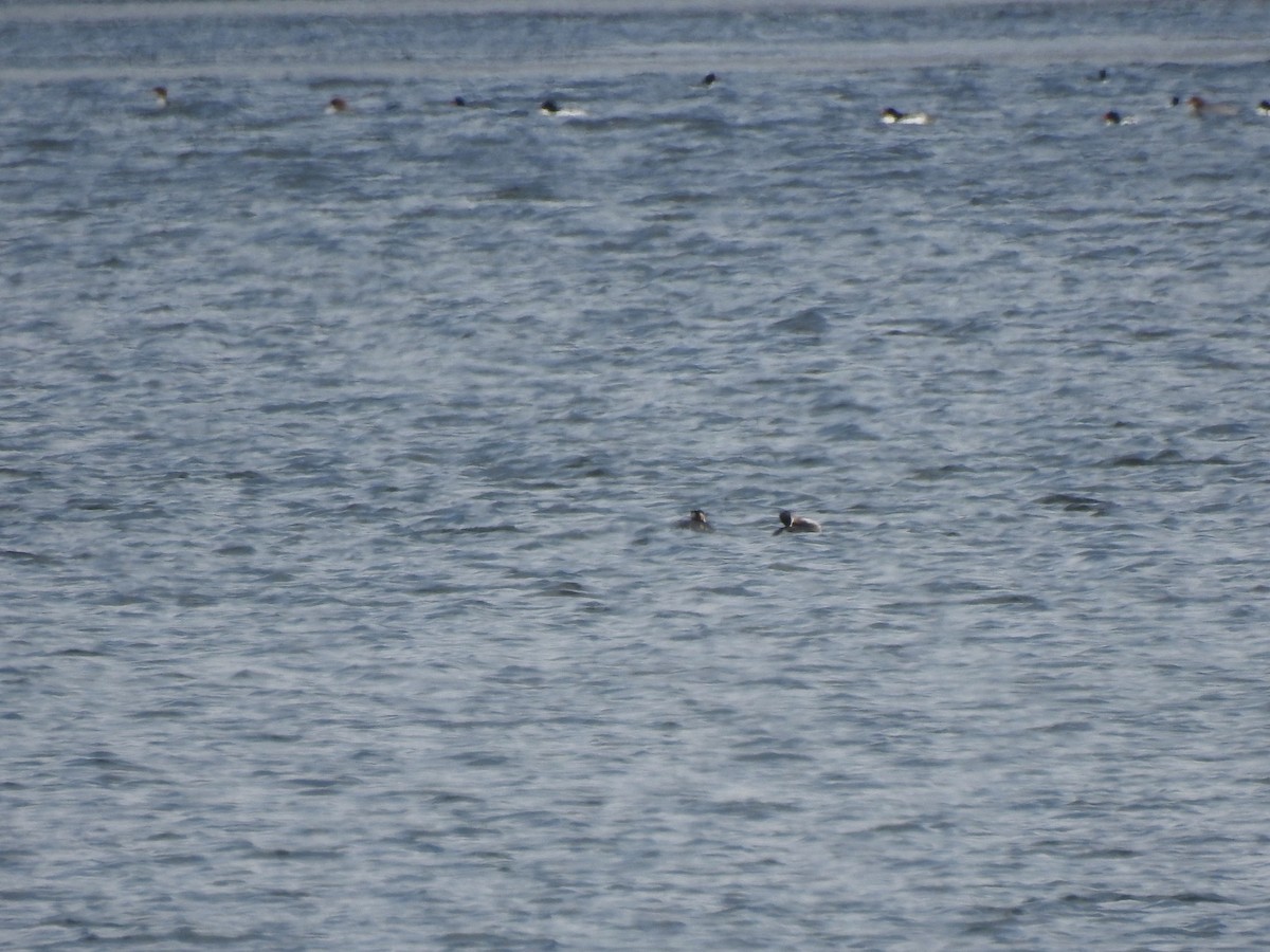 Red-necked Grebe - ML144162411