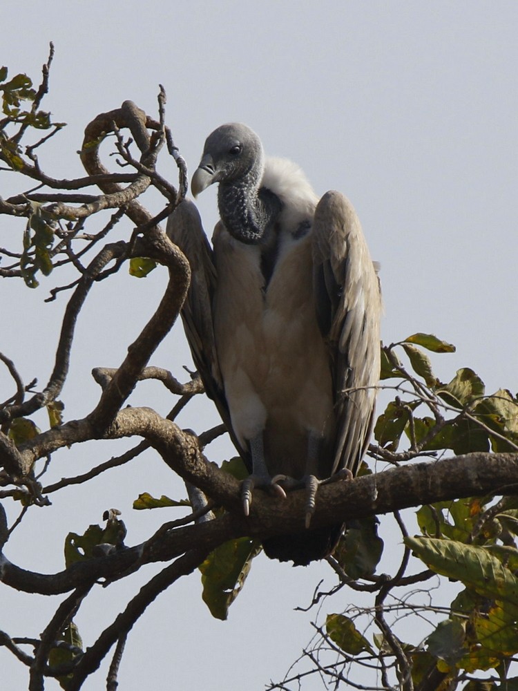 Indian Vulture - Subhadra Devi