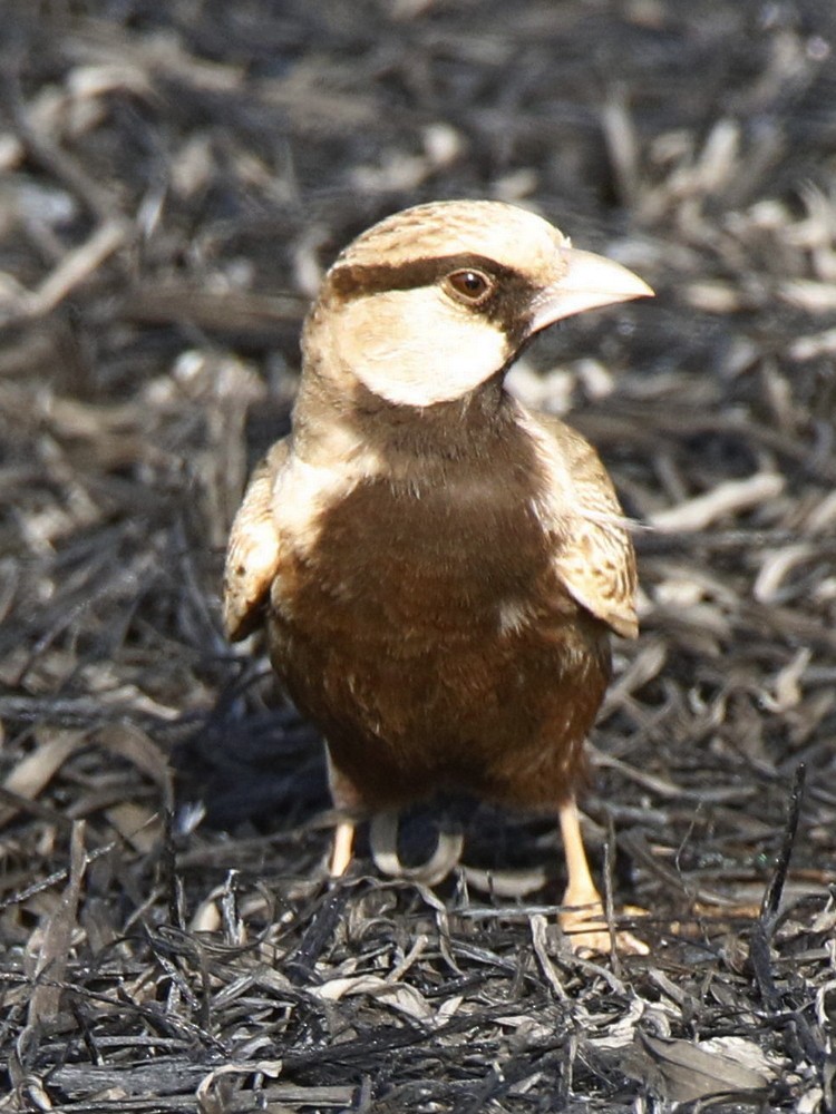 Ashy-crowned Sparrow-Lark - Subhadra Devi