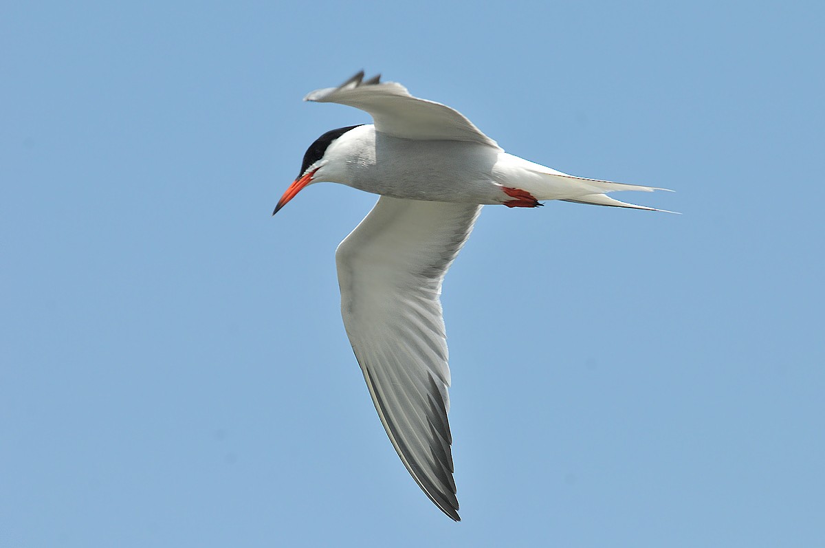 Common Tern - Jeremiah Trimble