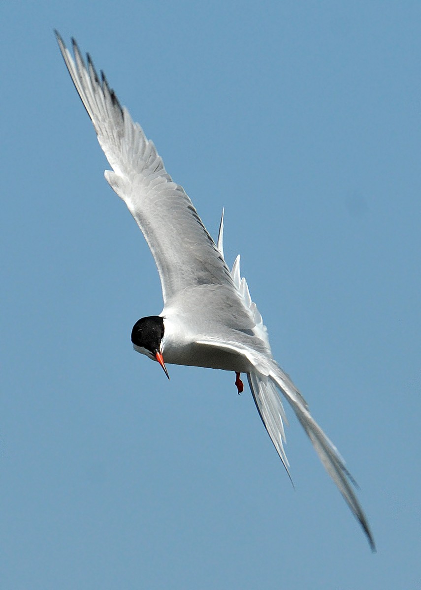 Common Tern - Jeremiah Trimble