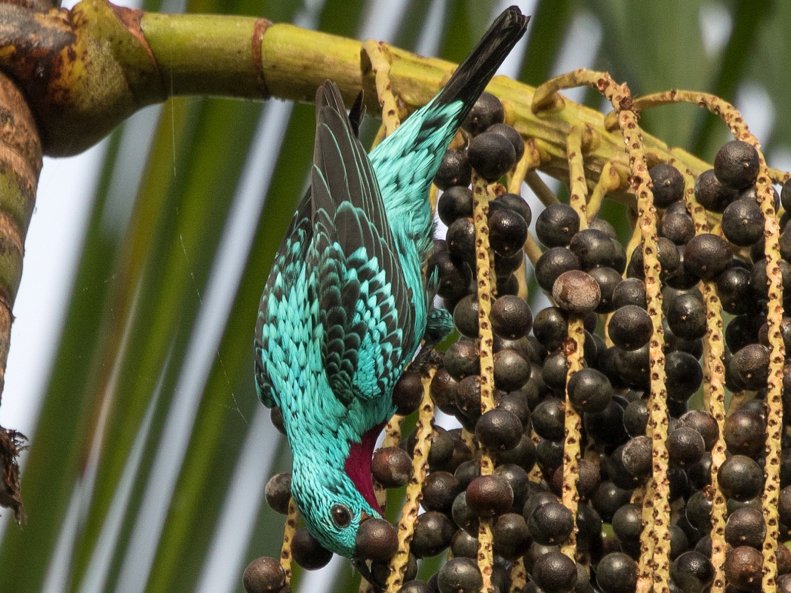 Spangled Cotinga - Silvia Faustino Linhares