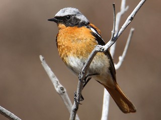 セアカジョウビタキ - eBird