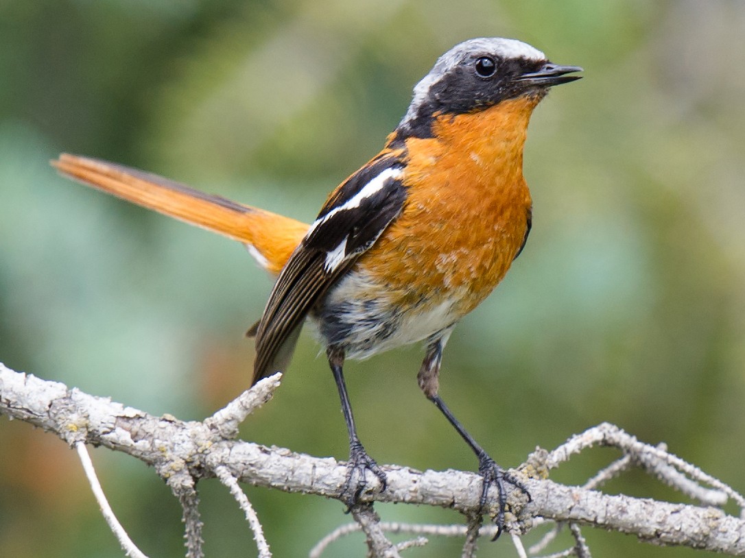 セアカジョウビタキ - eBird