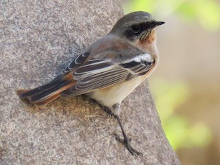 Nonbreeding male - Anne Valentina Bourbon de Alba - ML144167861