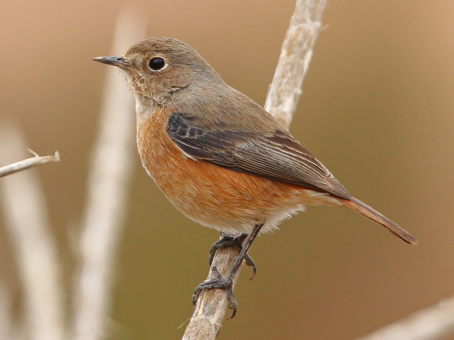 Rougequeue de Moussier - eBird