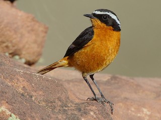 Male - António Gonçalves - ML144168461