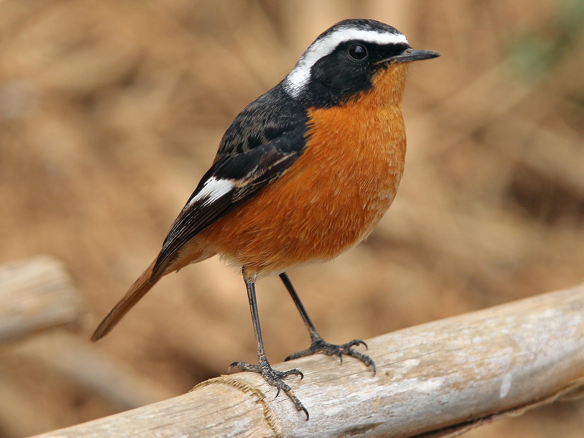 Moussier's Redstart - Phoenicurus moussieri - Birds of the World