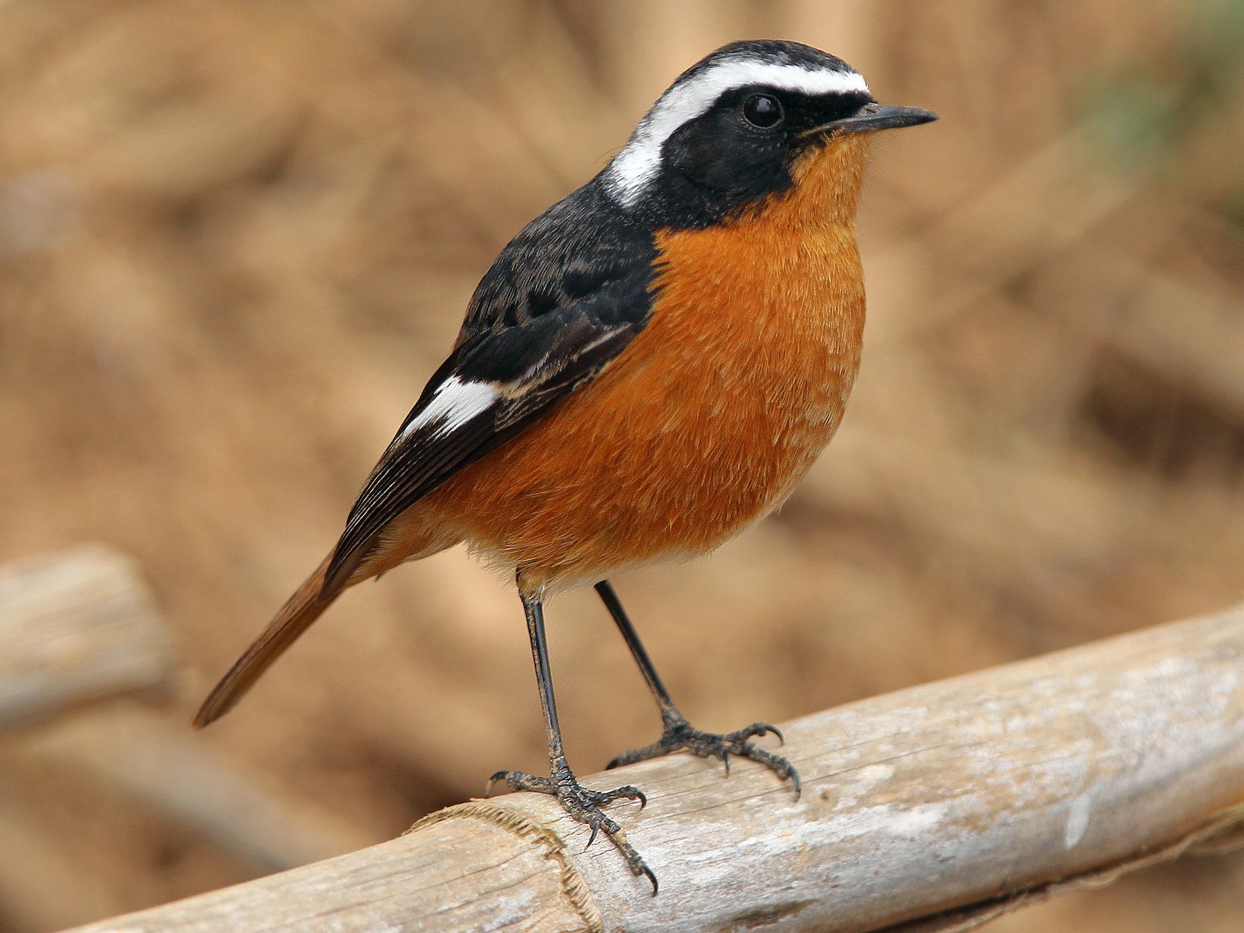ハチマキジョウビタキ Ebird