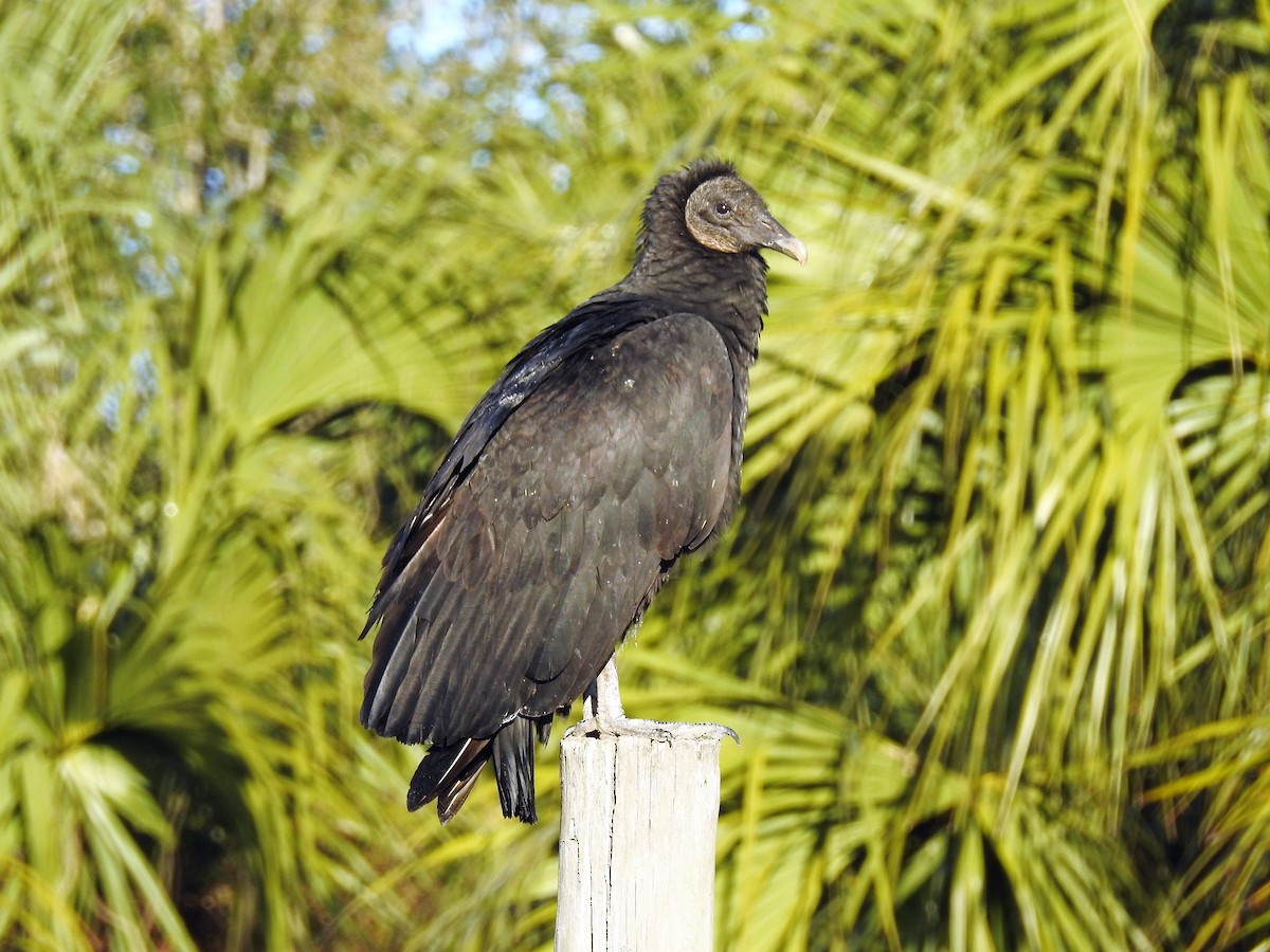 Black Vulture - S. K.  Jones