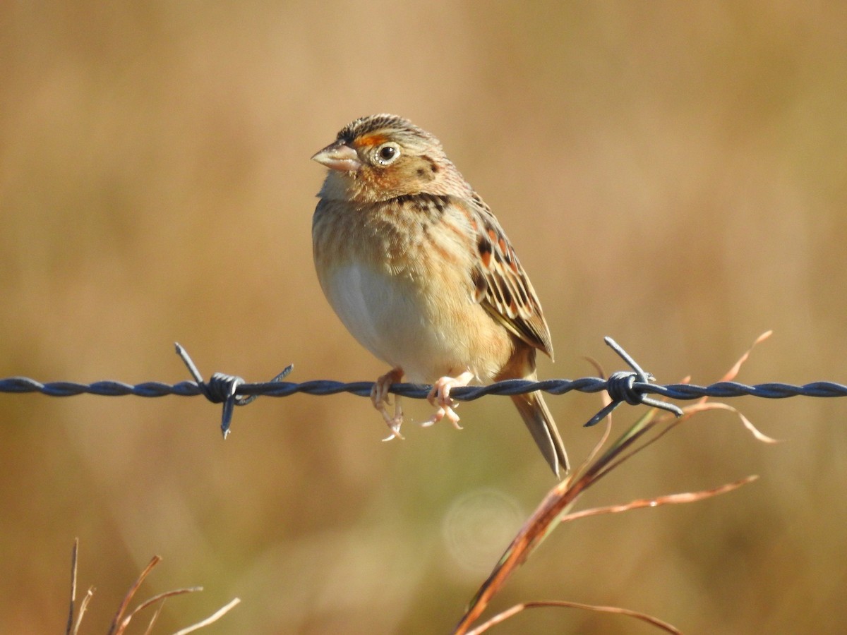 Grasshopper Sparrow - S. K.  Jones