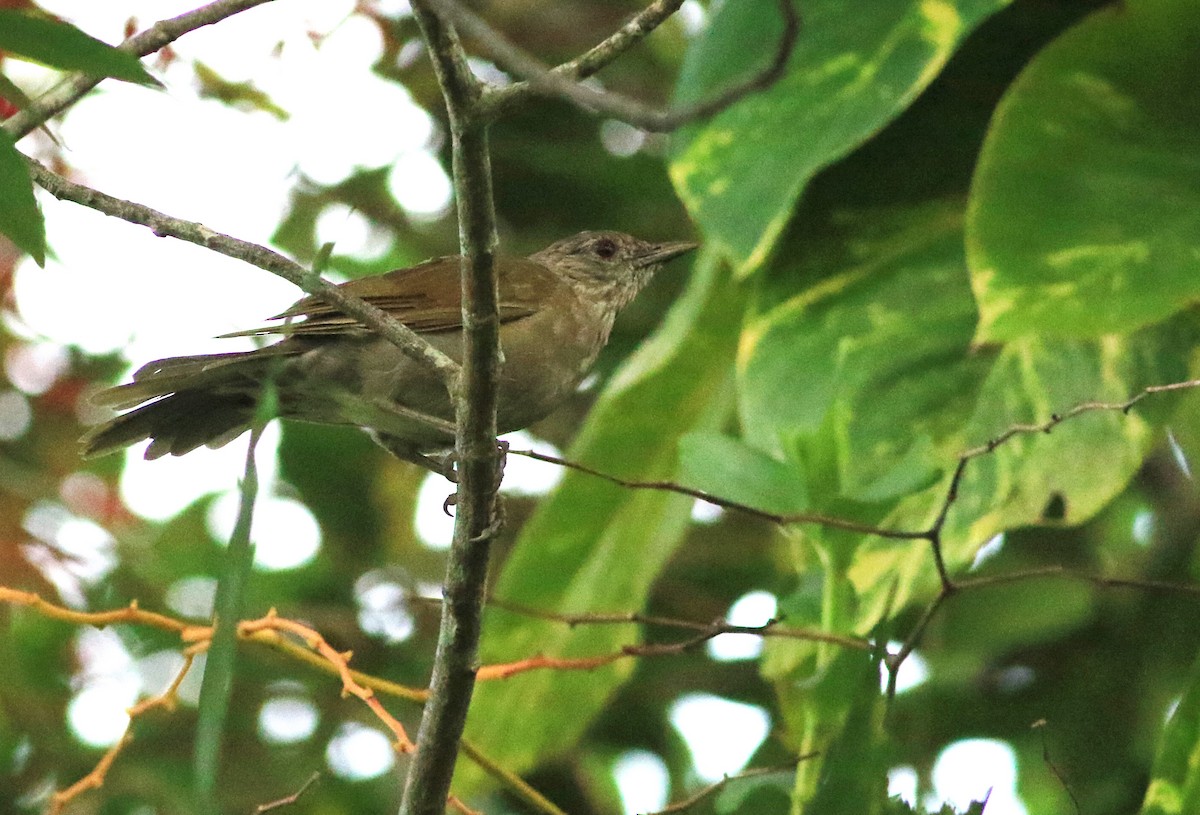 Pale-breasted Thrush - ML144172251