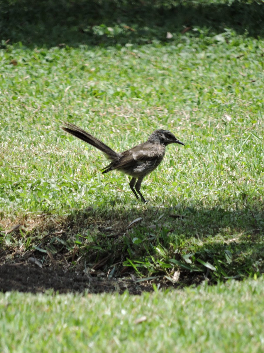 Long-tailed Mockingbird - Ginny Culver