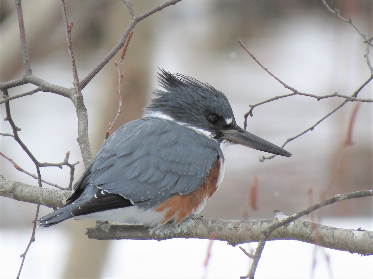 Belted Kingfisher - ML144173801