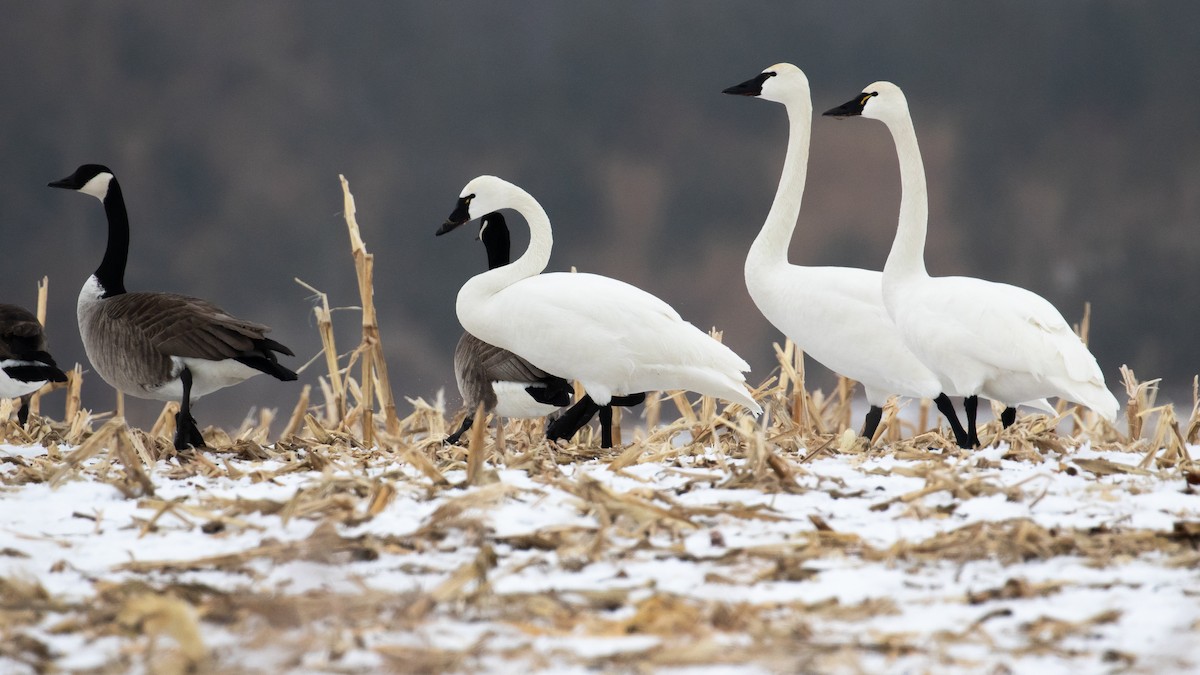 Tundra Swan (Whistling) - James Kennerley