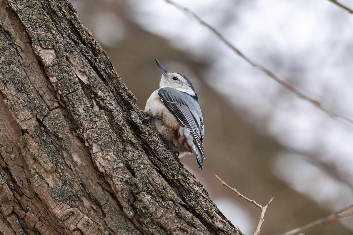 White-breasted Nuthatch - ML144176751
