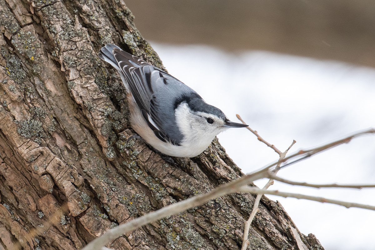 White-breasted Nuthatch - ML144176761
