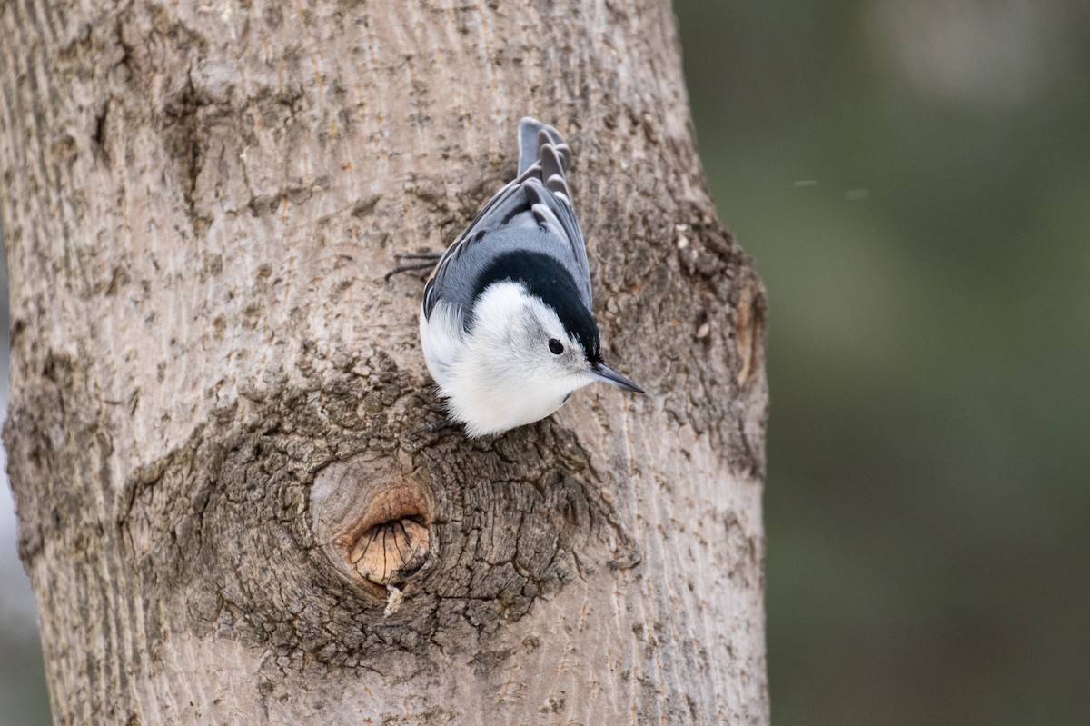 White-breasted Nuthatch - ML144176781