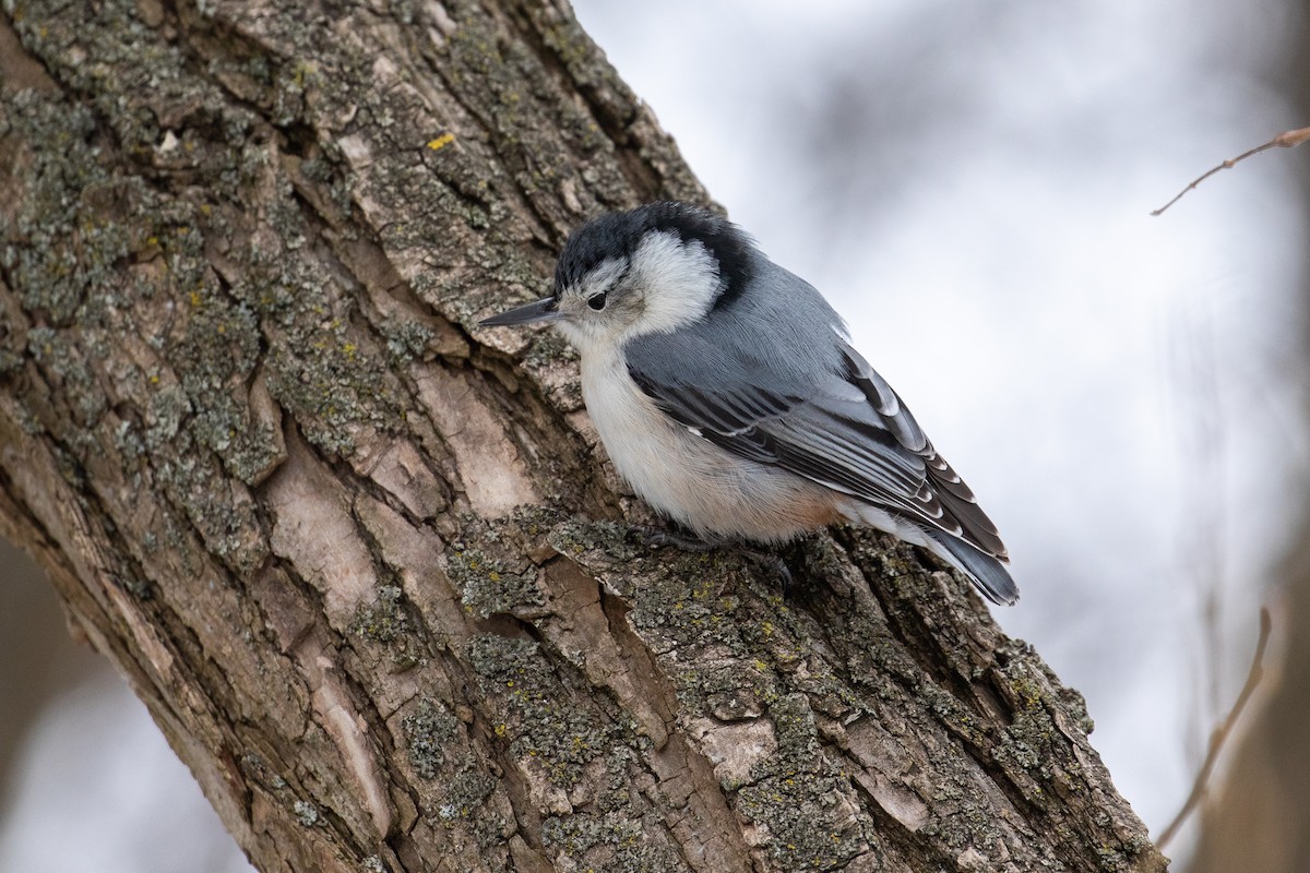 White-breasted Nuthatch - ML144176791