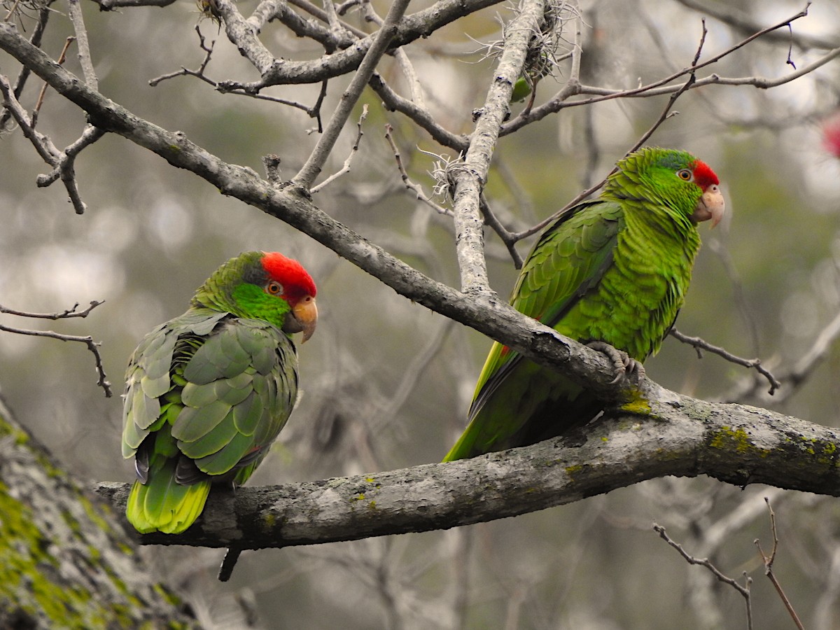 Red-crowned Parrot - Ad Konings