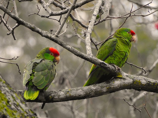 Head plumage variation in Definitive Basic Red-crowned Parrots. - Red-crowned Parrot - 