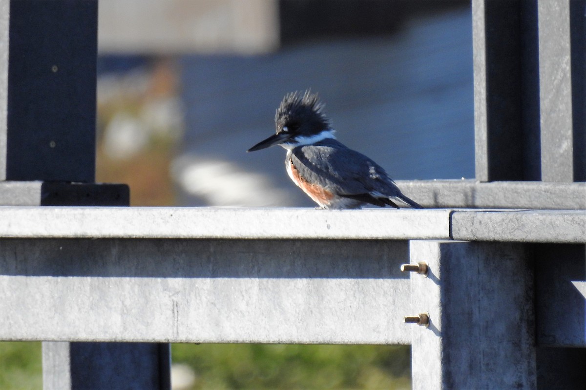 Belted Kingfisher - ML144180001