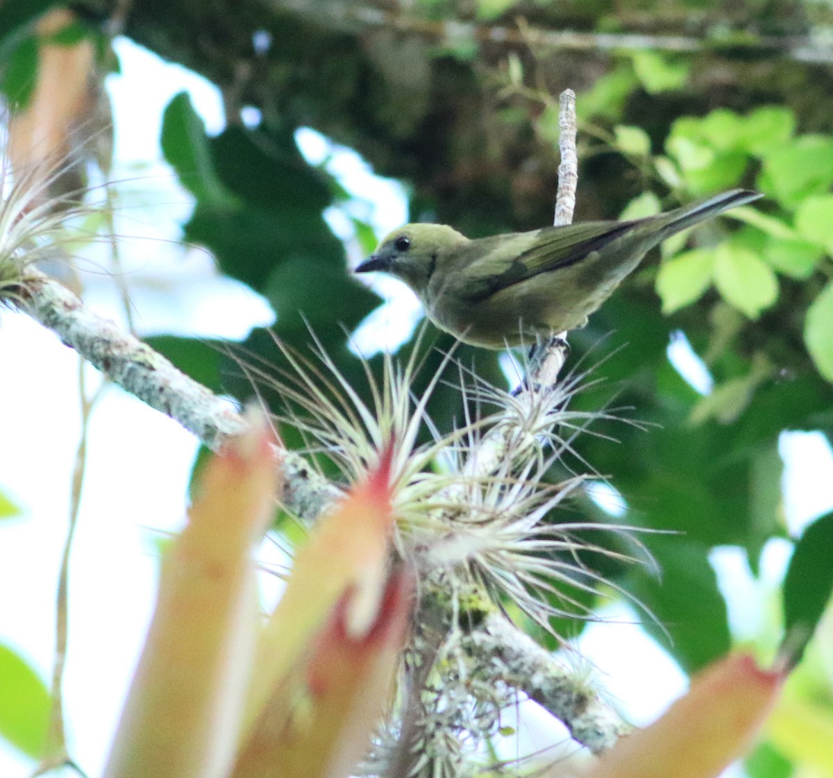Palm Tanager - ML144180161