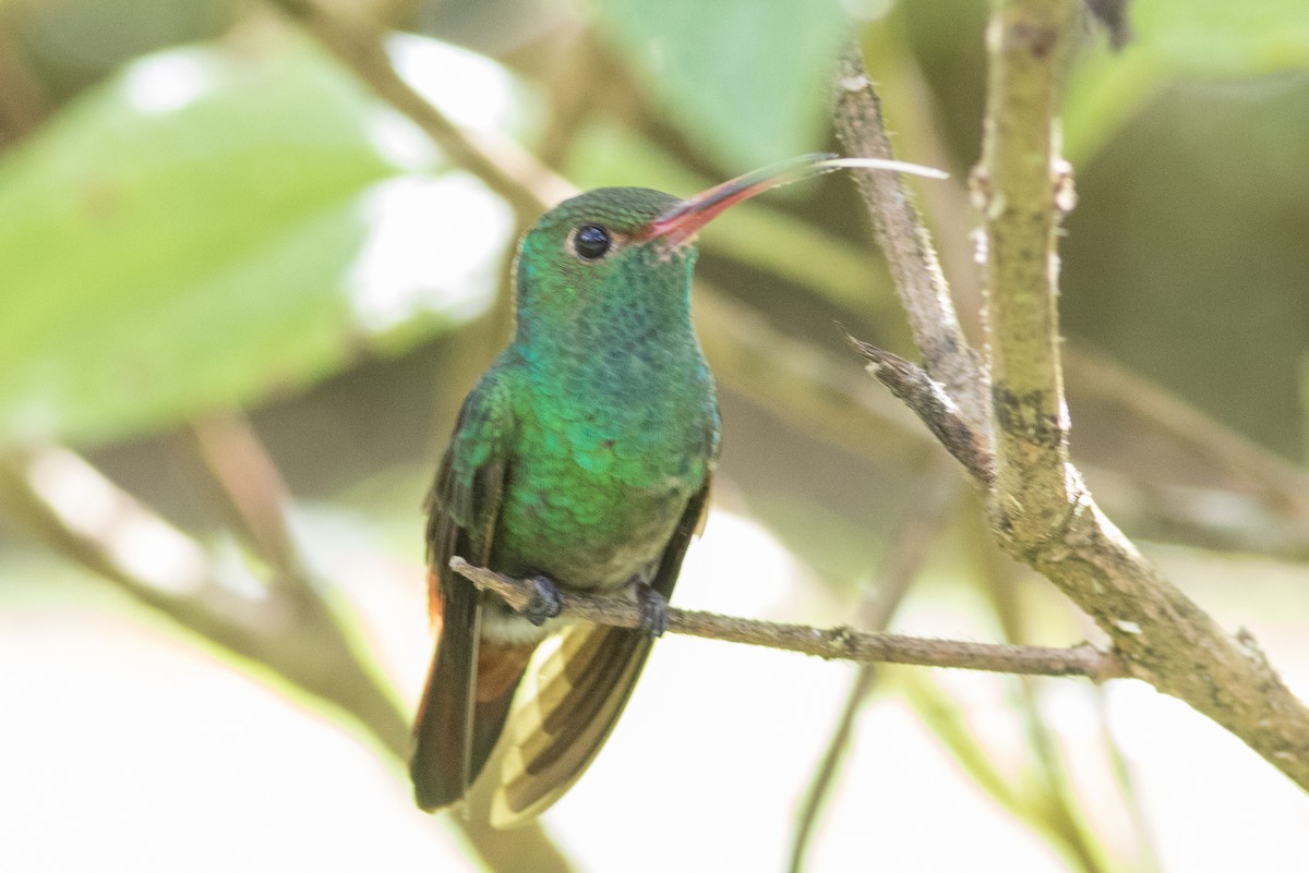 Rufous-tailed Hummingbird - ML144180181