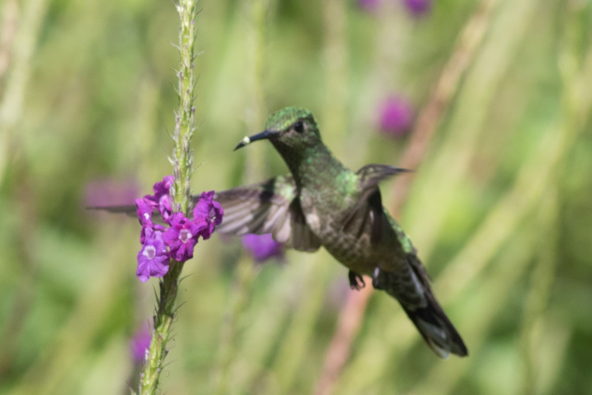 Scaly-breasted Hummingbird - ML144180231