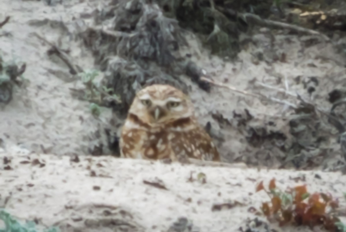 Burrowing Owl - Larry Rose