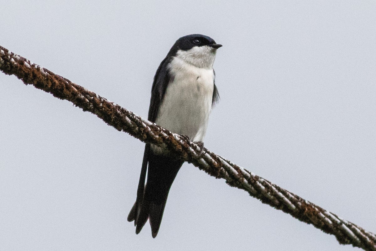 Blue-and-white Swallow - ML144181021