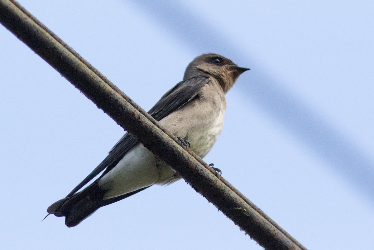 Southern Rough-winged Swallow - ML144181121