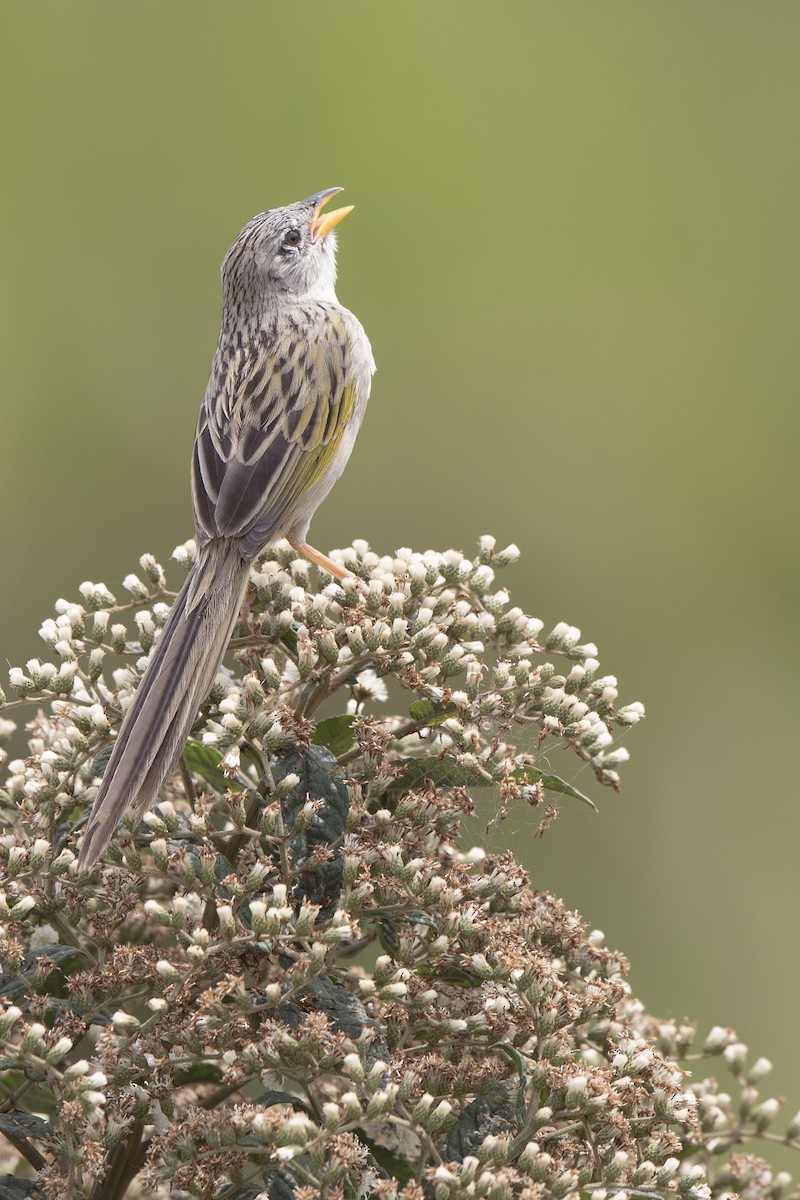 Wedge-tailed Grass-Finch - ML144181531