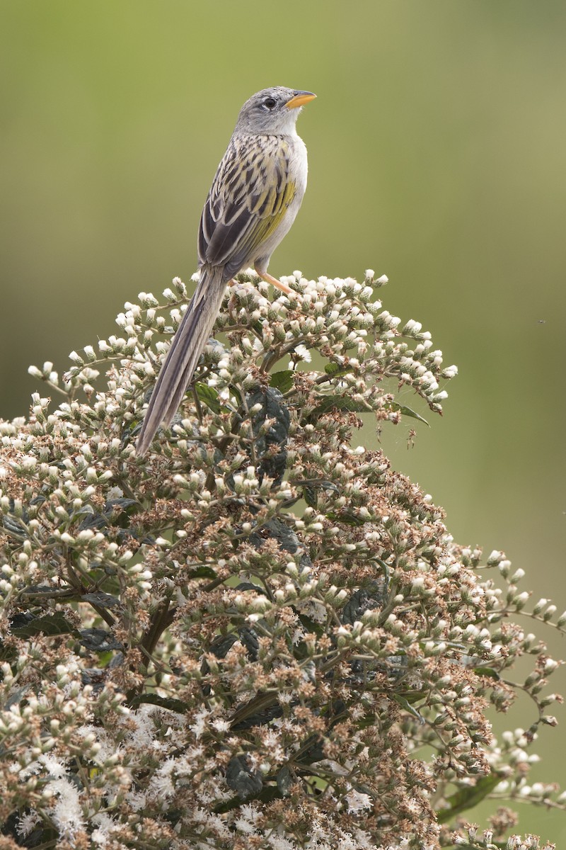 Wedge-tailed Grass-Finch - ML144181571