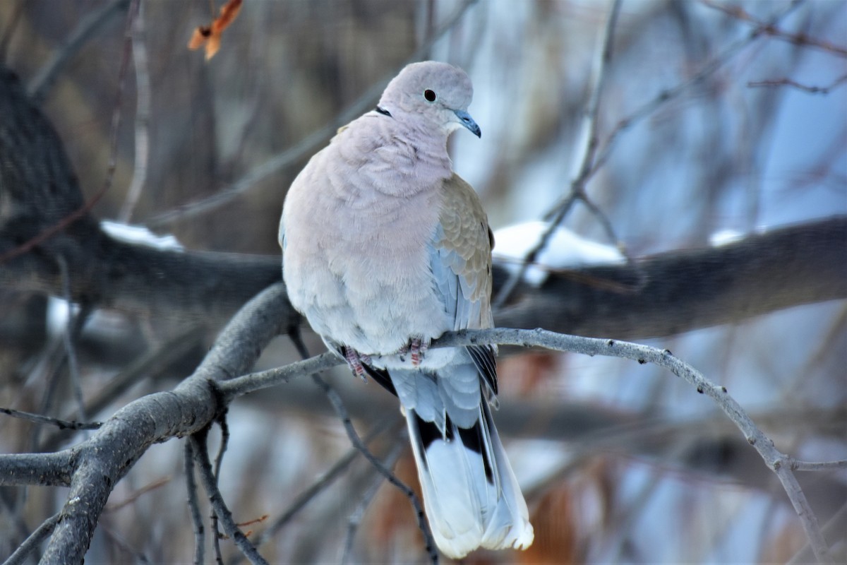 Eurasian Collared-Dove - ML144181581