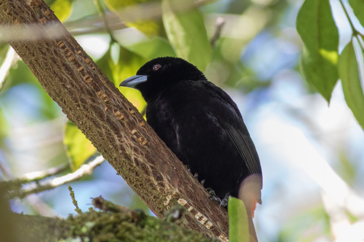 Scarlet-rumped Tanager - ML144181591