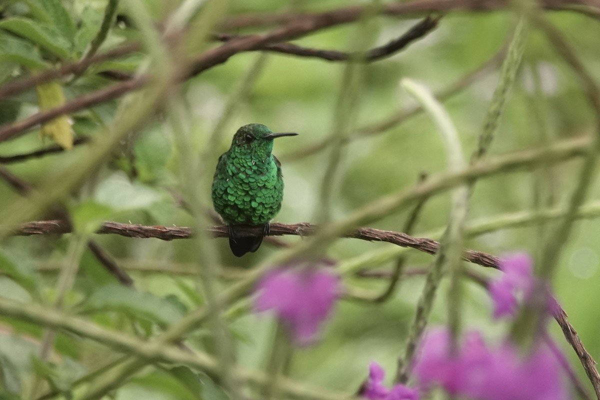 Blue-tailed Hummingbird - Kathryn Young