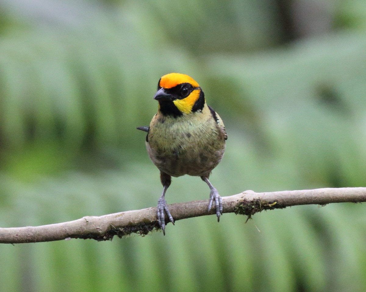Flame-faced Tanager - ML144182181