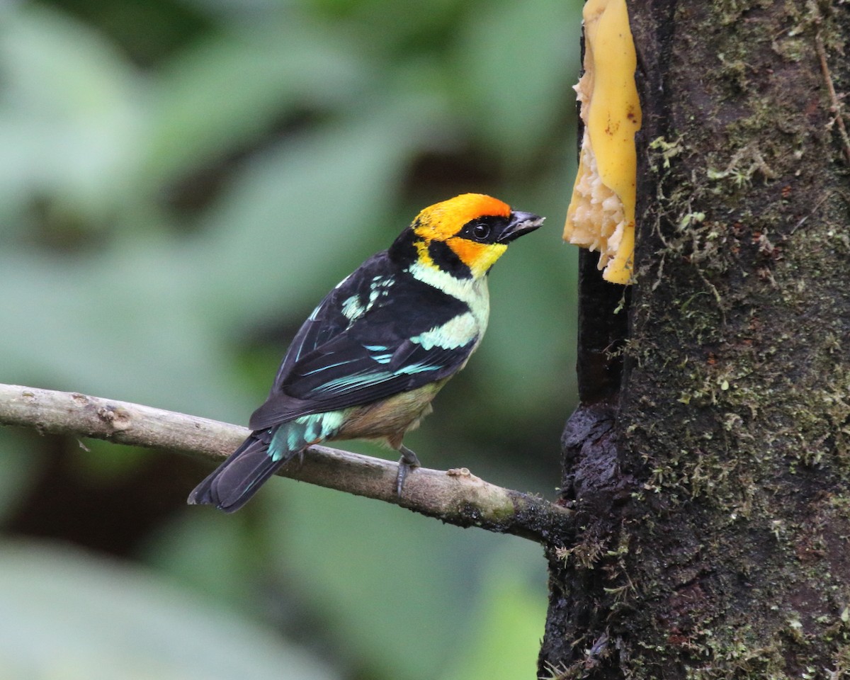 Flame-faced Tanager - ML144182191