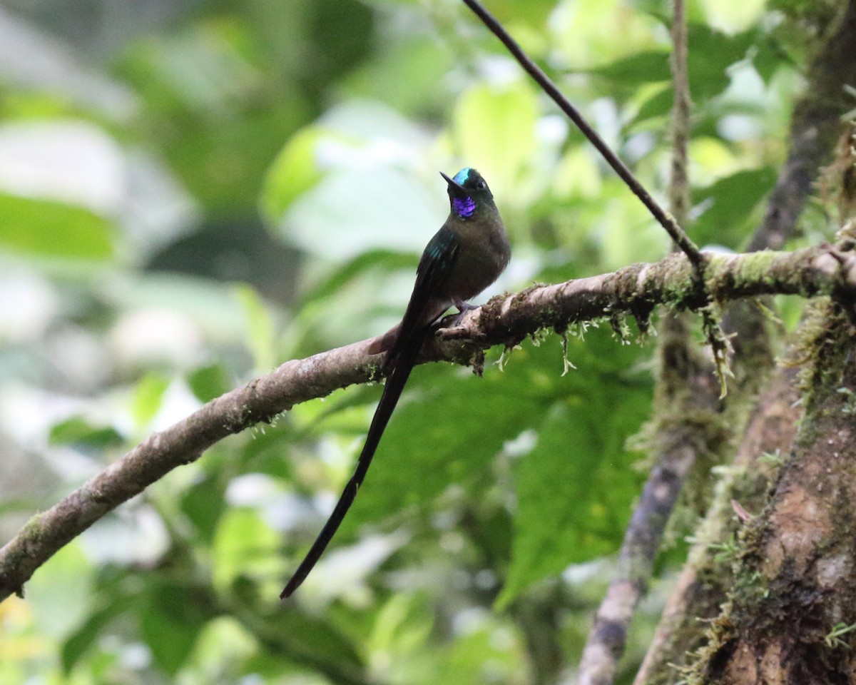 Violet-tailed Sylph - ML144182241