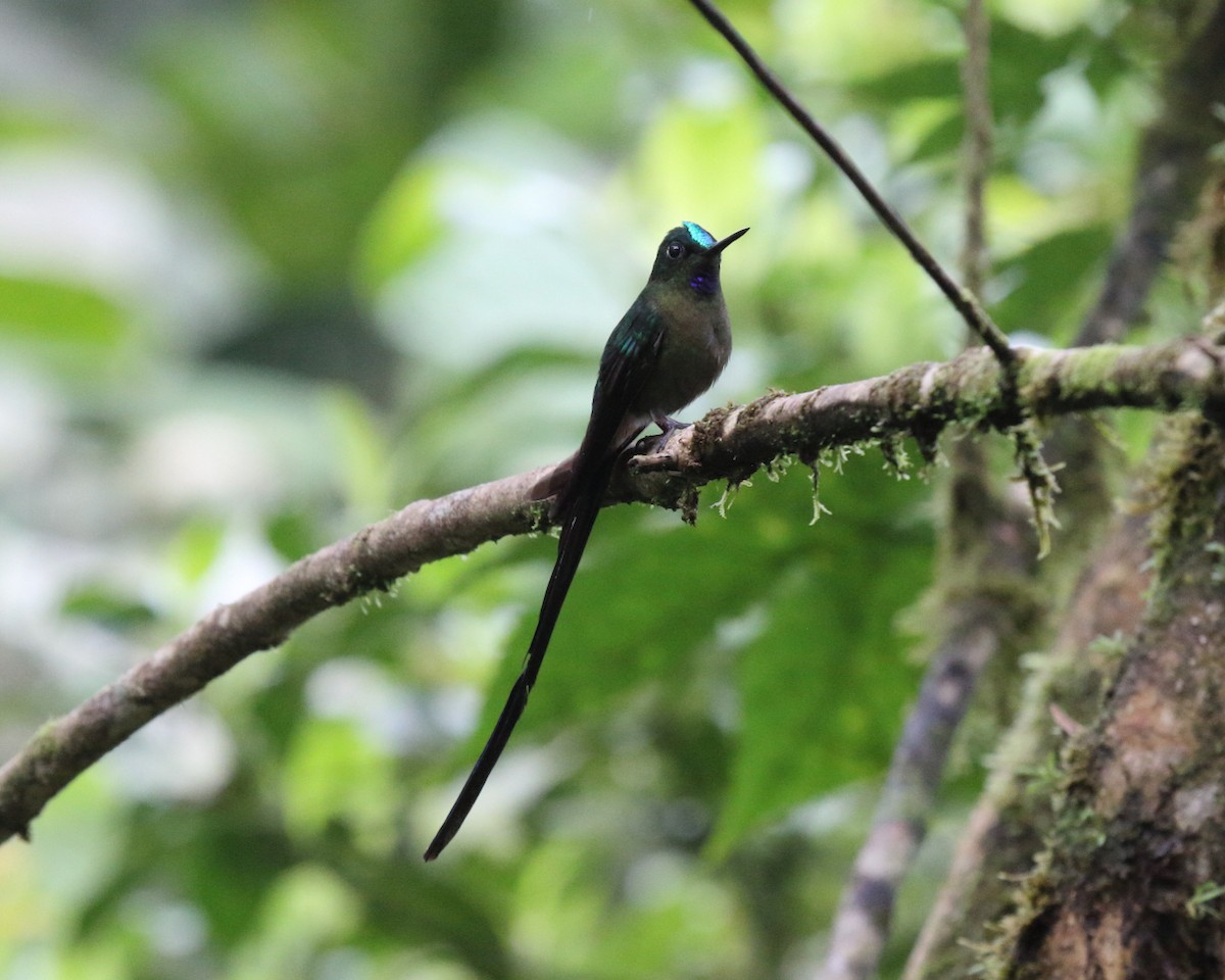 Violet-tailed Sylph - ML144182251
